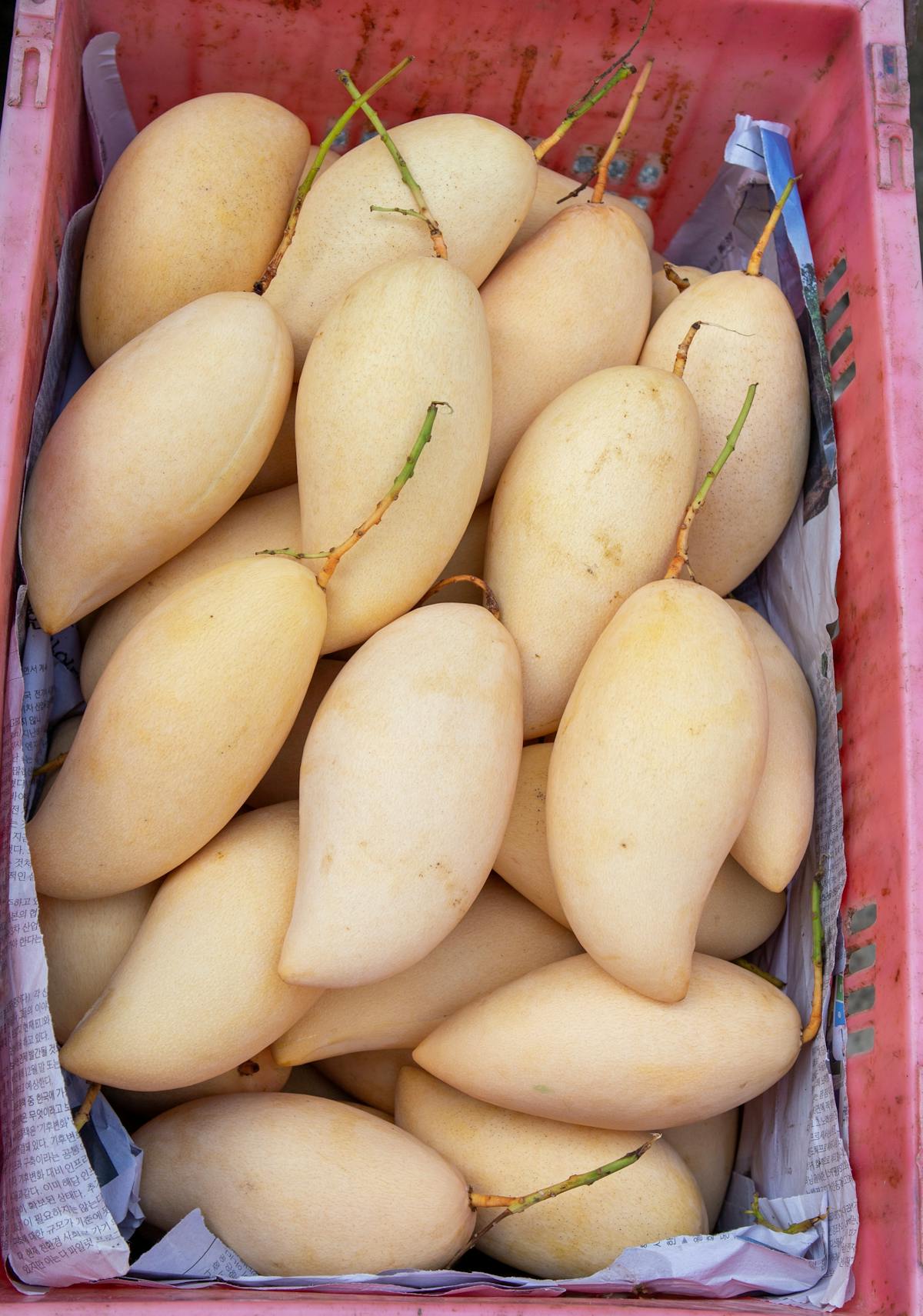 Close-up of ripe yellow mangoes grouped in a produce crate.